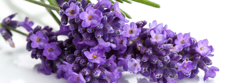 Introduction of Essential Oils